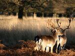 Two deer at Richmond Park, London.jpg