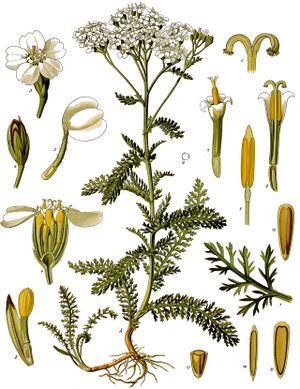 Achillea millefolium - Köhler–s Medizinal-Pflanzen-149.jpg