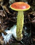 Aureoboletus betula 90342936.jpg