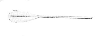 Bathyteuthis abyssicola gladius.jpg