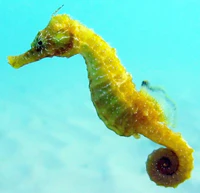 Black Sea fauna Seahorse crop.jpg