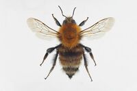 Bombus humilis Illiger, 1806.jpg