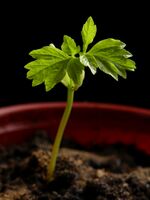 Cardiospermum halicacabum20180402 12231.jpg