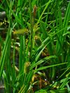 Carex pseudocyperus 002.JPG