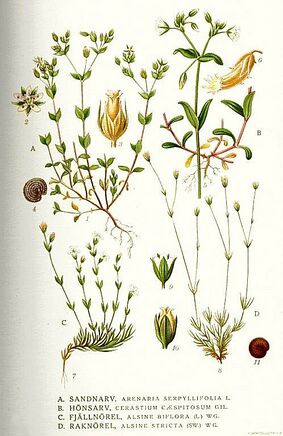 Cerastium holosteoides i01.jpg