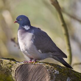Common Wood Pigeon.jpg