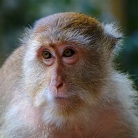 Crab eating macaque face.jpg