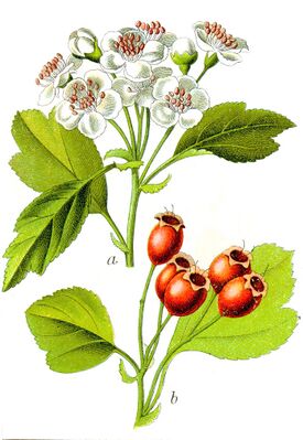 ГӀиринг (Crataegus laevigata)