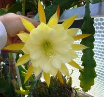 Epiphyllum George French.jpg