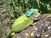 Greenlizard pair.JPG