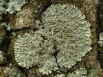 Mustard Lichen (4501584355).jpg