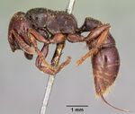 Myopopone castanea casent0104581 profile 1.jpg