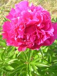 Paeonia Linne.jpg