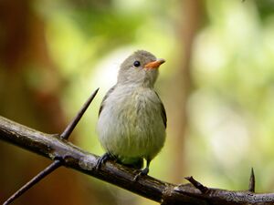 Pale billed Flowerpecker3.jpg