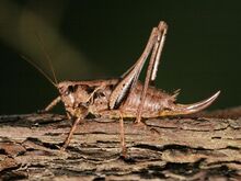 Pholidoptera griseoaptera weibchen 2.jpg