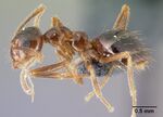 Prenolepis nitens casent0179603 p 1 high.jpg