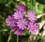 Primula farinosa flowers 100704.jpg