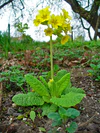 Primula veris 001.JPG