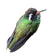 White-eared Hummingbird (Basilinna leucotis) white background.jpg