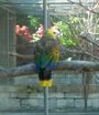 Amazona guildingii -Botanical Gardens -Kingstown -Saint Vincent-8a.jpg