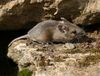 Apodemus sylvaticus 3.jpg