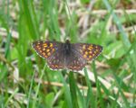 Brauner Würfelfalter (Hamearis lucina) 01.jpg