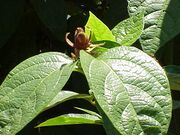 Calycantha floridus1.jpg
