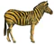 Equus quagga (white background).jpg