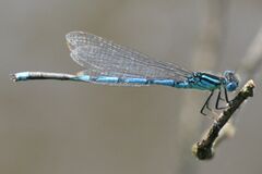 Erythromma lindenii mas Weinsberg 20070607 1.jpg