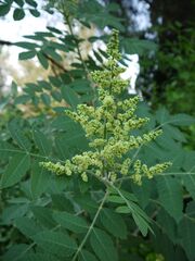 Fleur sumac.jpg