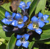 Gentiana cruciata 2.jpg