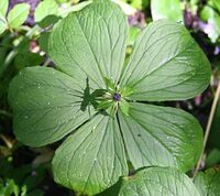 Herb Paris (Paris Quadrifolia) - geograph.org.uk - 434498.jpg
