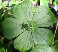 Herb Paris (Paris Quadrifolia) - geograph.org.uk - 434498.jpg