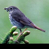 Hermitthrush63.jpg