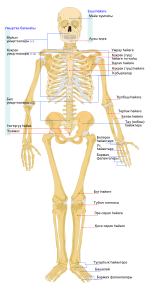 Human skeleton front ba.svg
