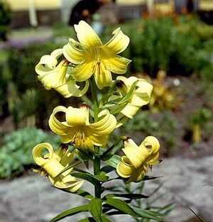 Lilium kesselringianum.jpg