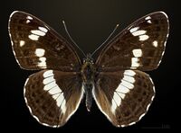 Limenitis camilla MHNT CUT 2013 3 15 Compiegne Dos.jpg