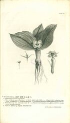 Linnaeus Hortus Cliffortianus plate 03.jpg