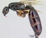Liomyrmex gestroi casent0178545 profile 1.jpg