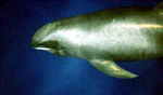 Melon-headed whale large.jpg