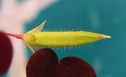 Oxalis stricta20090728 12.jpg