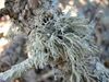 Ramalina farinacea1.jpg