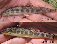 Sabanejewia bulgarica 1.jpg