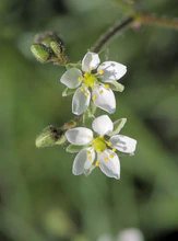 Spergula arvensis, Gewone spurrie bloem (1).jpg