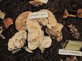 Spongipellis spumeus 1.jpg