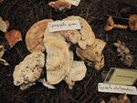 Spongipellis spumeus 1.jpg