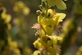 Verbascum-speciosum-flowers.jpg
