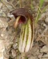 Arisarum vulgare Mallorca 02.jpg