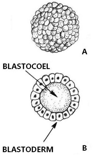 Blastula (PSF) en rotate 05.jpg