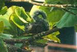 Costa-Rica-Hörnchen (Sciurus granatensis hoffmanni).jpg